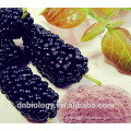 Mulberry Extract powder mulberry fruit extract powder Mulberry Juice concentrate Powder